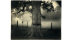 What Remains: The Life and Work of Sally Mann
